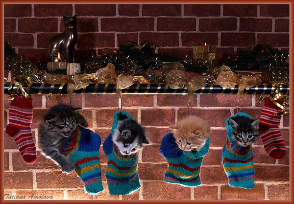 600x417, 86 Kb / котята, рождество, носки