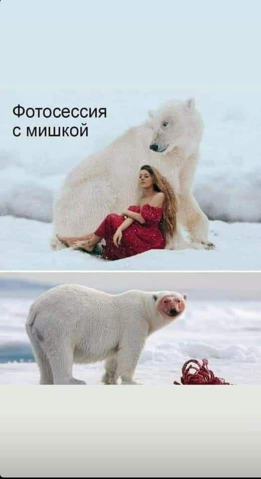 524x960, 37 Kb / Фотосессия, медведь, девушка, еда