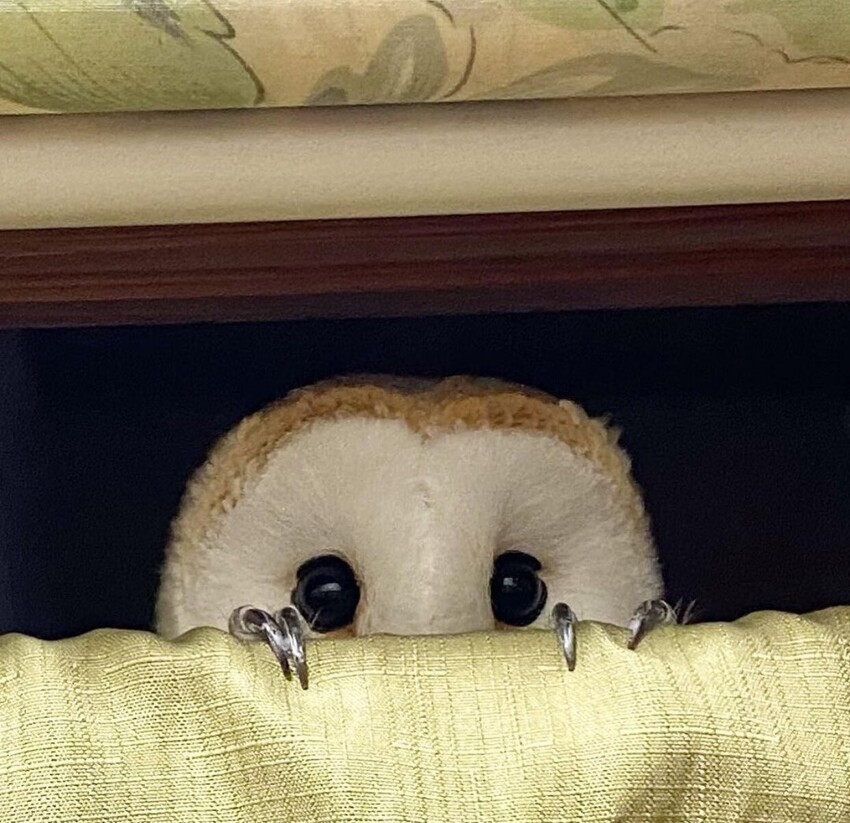 850x823, 160 Kb / Сова, когти, ОНО