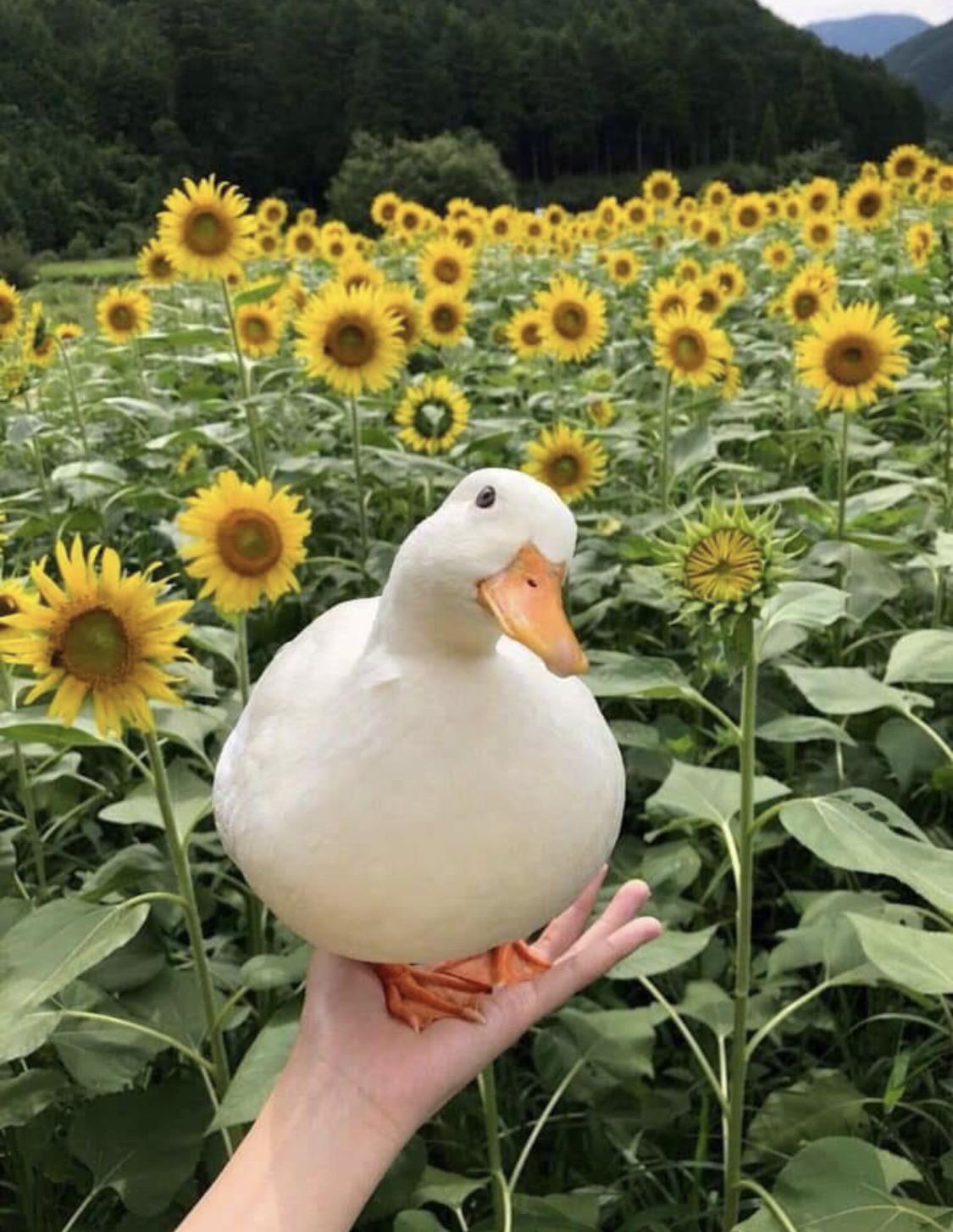 1125x1453, 179 Kb / утка, подсолнухи