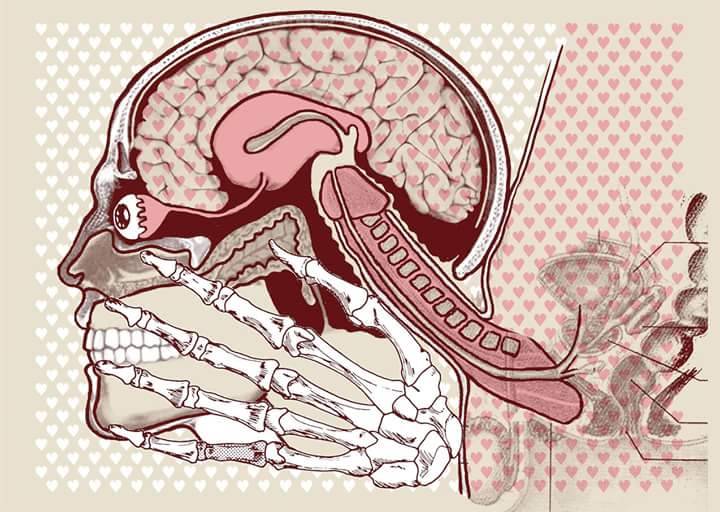 720x512, 66 Kb / голова, срез, рисунок