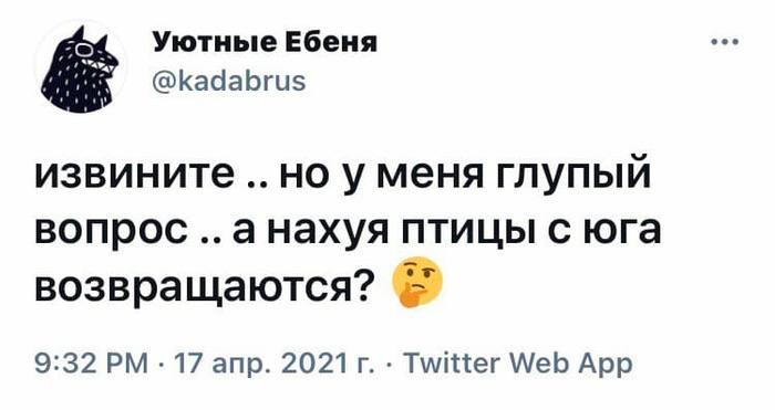 700x371, 31 Kb / птицы, вопрос, юг