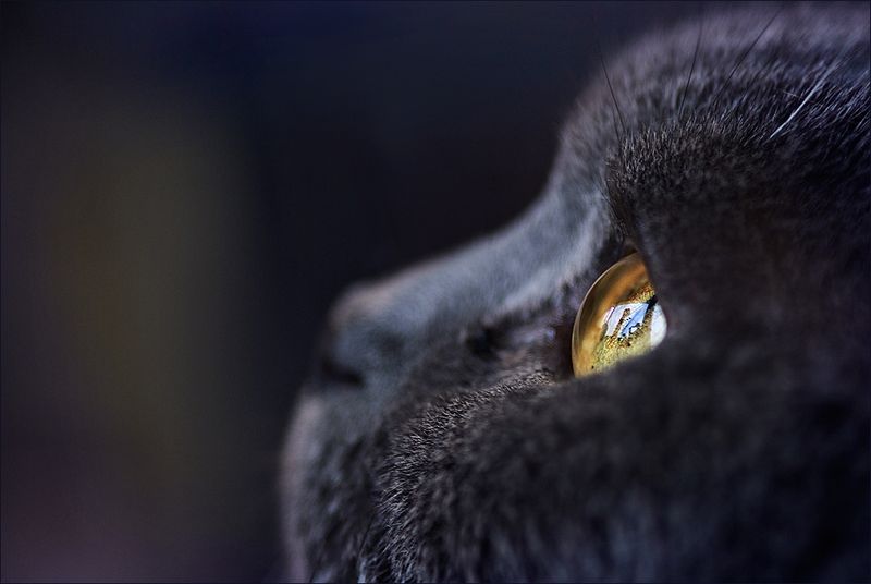 800x536, 36 Kb / кот, глаз