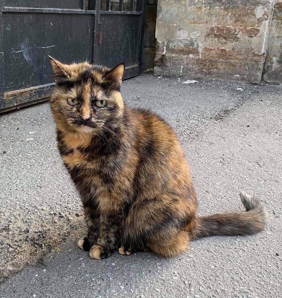 908x960, 223 Kb / кот, кошка, усы, батька