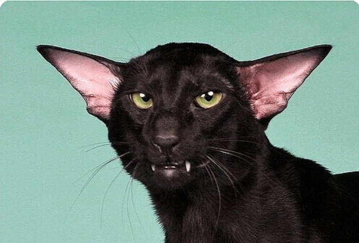 738x500, 104 Kb / кот, рожа, морда, ориентал