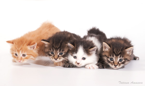 600x357, 47 Kb / котята, бобтейлы