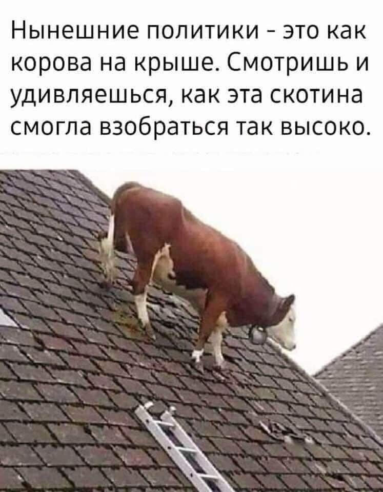 747x960, 77 Kb / Политика, крыша, корова, высоко