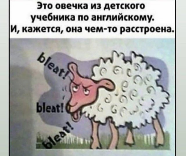 640x540, 52 Kb / овечка, блять, овца