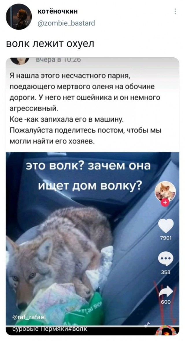 640x1176, 127 Kb / потеряшка, волк, автомобиль