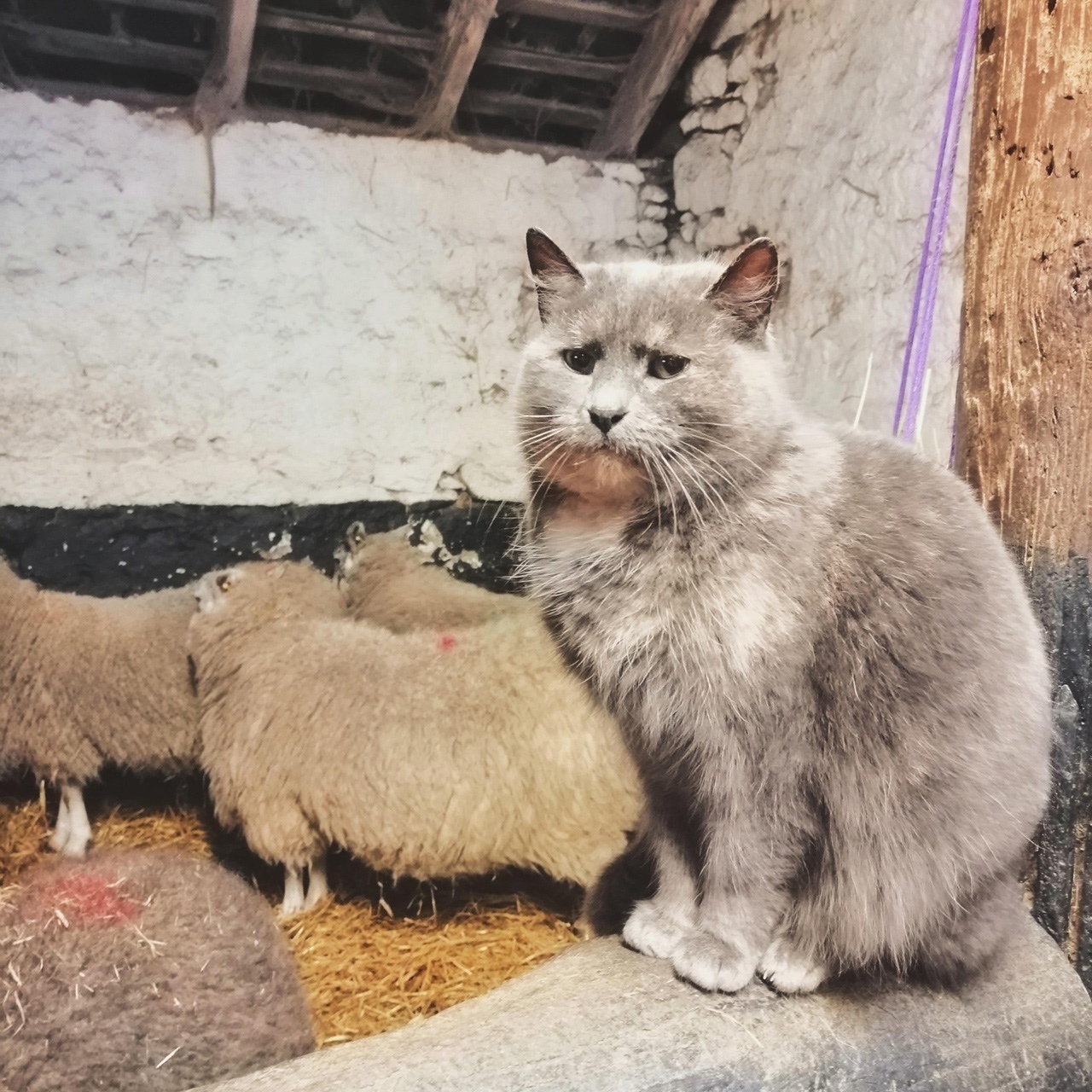 1280x1280, 604 Kb / кот, бараны, хлев, сарай, бревно