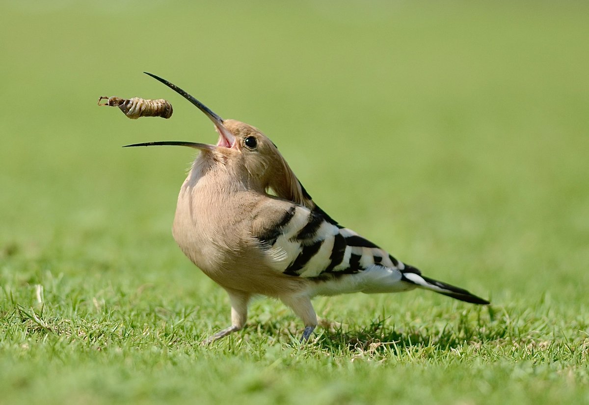 1200x827, 128 Kb / птица, трава, личинка, насекомое, клюв, удод