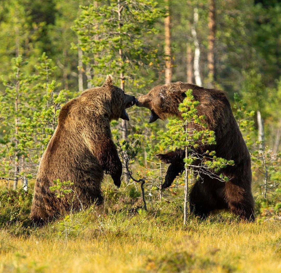 1080x1048, 518 Kb / медведь, лес, дерево