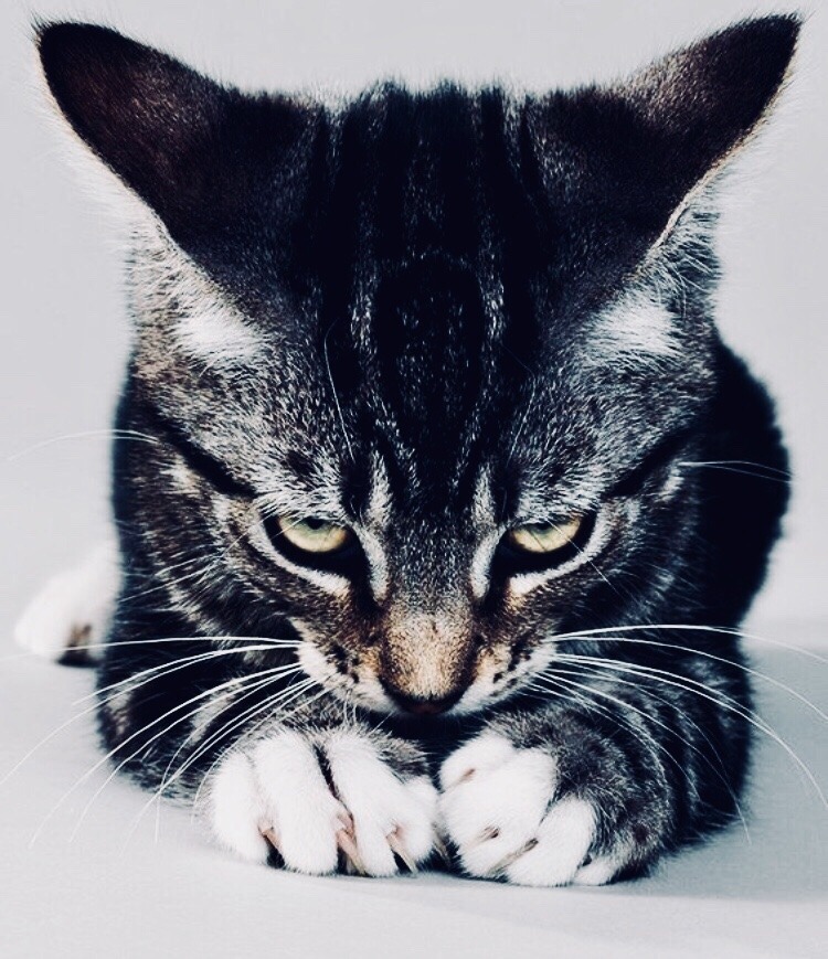 750x869, 193 Kb / кот, кошка, киска, ушки, лапки, когти