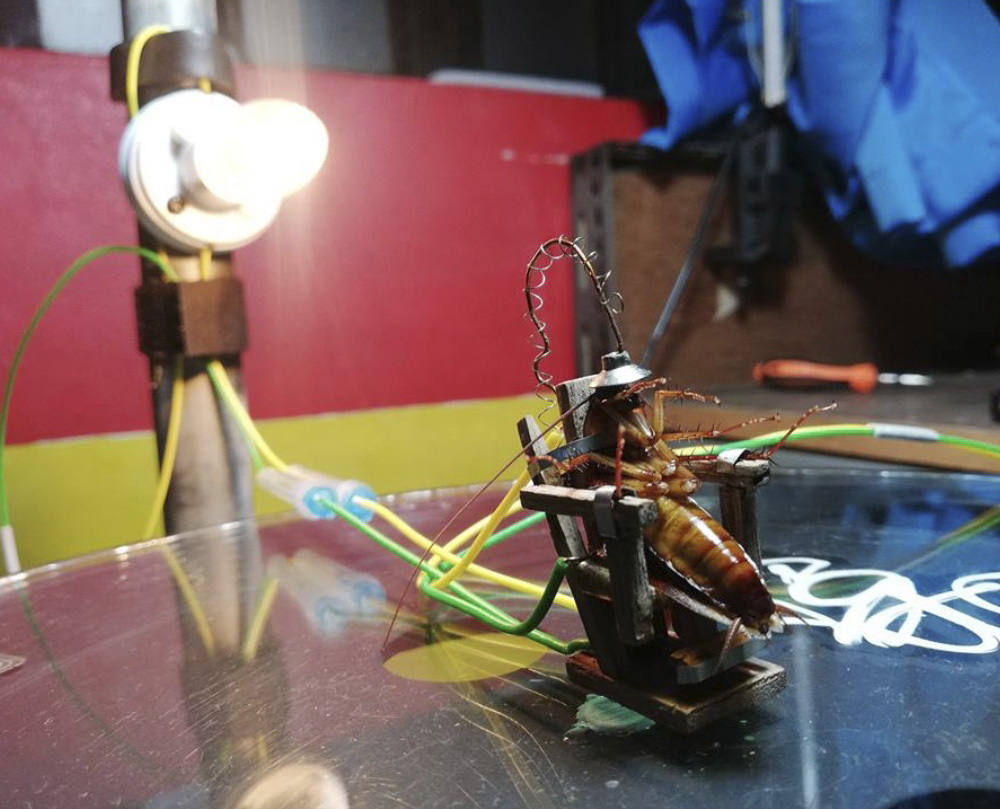 1000x809, 203 Kb / таракан, стул, свет, электрический, стул, казнь