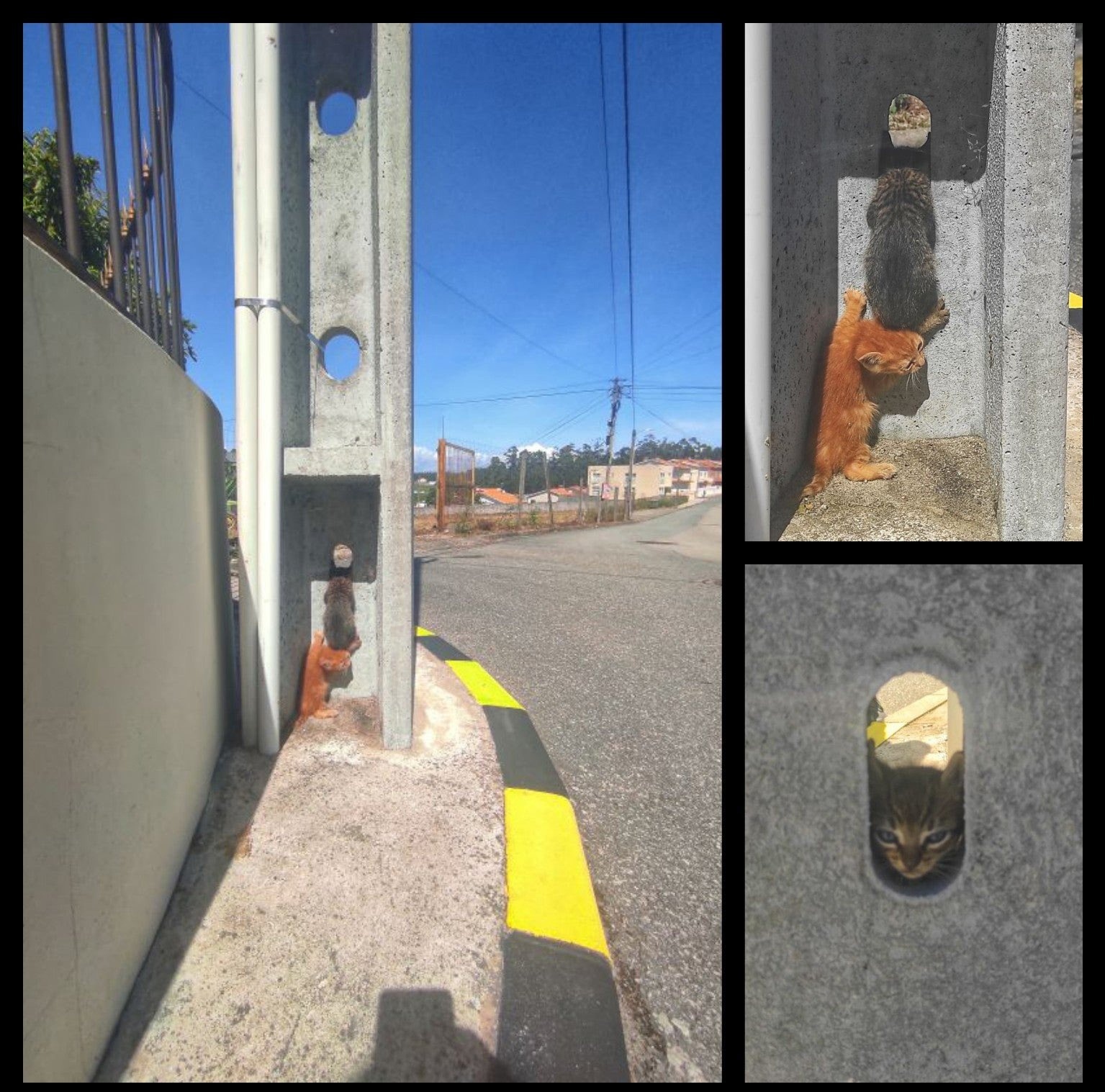 1535x1517, 633 Kb / котенок, рыжий, кот, кошка, шпион, дырка, мост, колонна, дорога