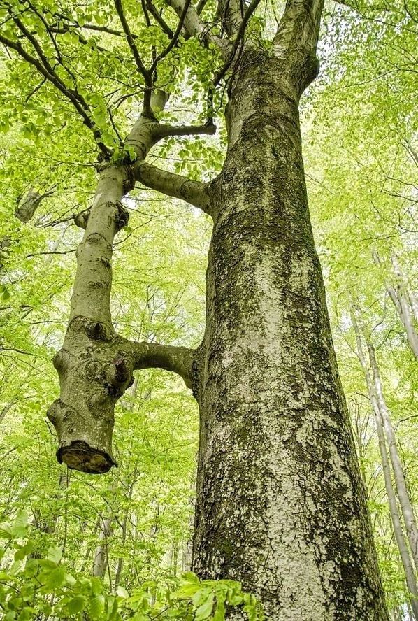 598x888, 220 Kb / Дерево