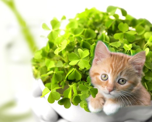 519x418, 46 Kb / котёнок, зелень