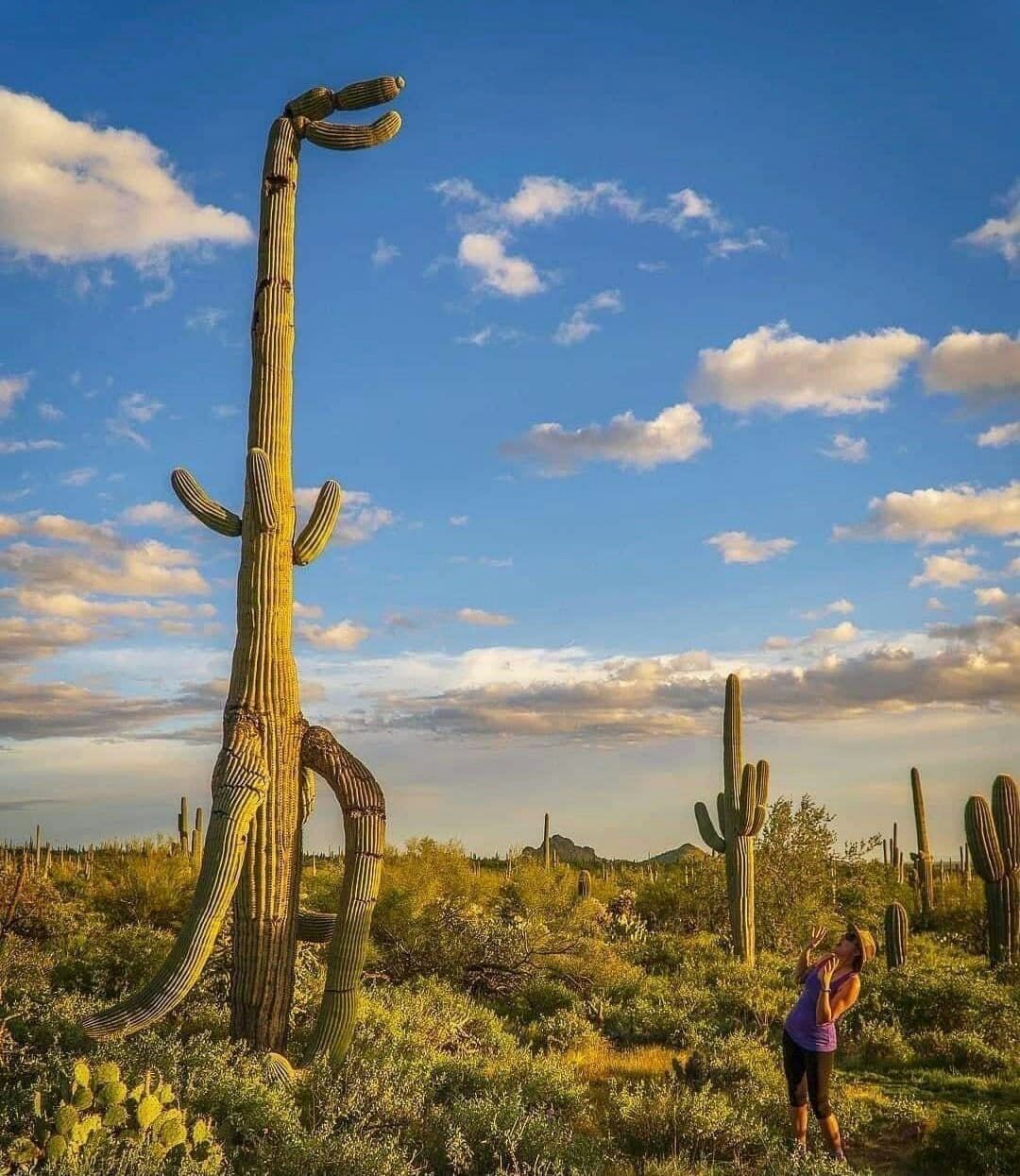 1080x1245, 216 Kb / кактус, небо, облака