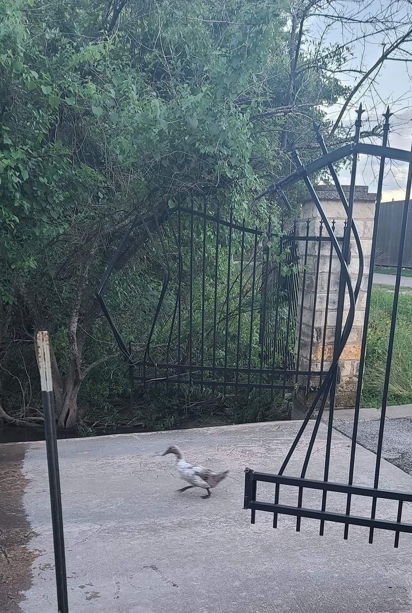 811x1207, 332 Kb / ворота, утка