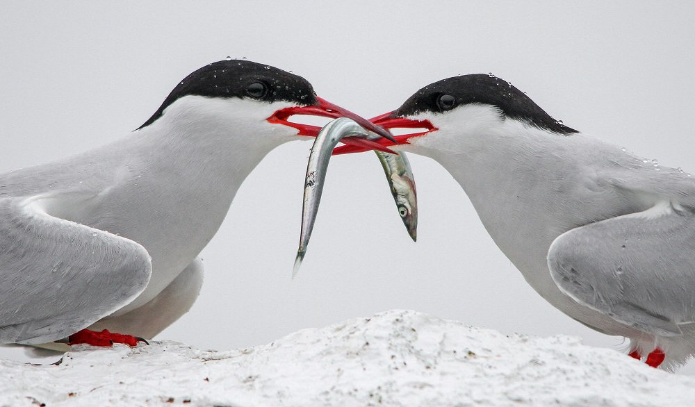 1000x586, 82 Kb / птицы, полярные крачки, рыба, снег
