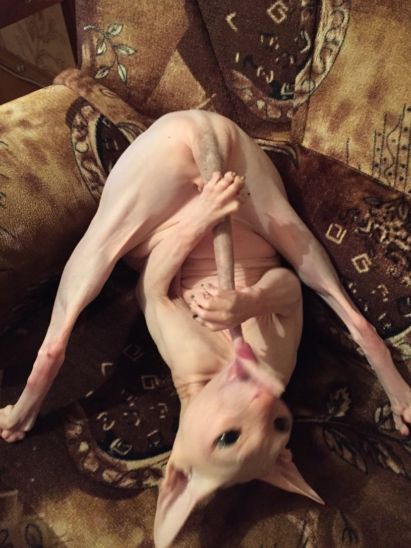 815x1087, 147 Kb / кот, сфинкс, раскоряка, хвост