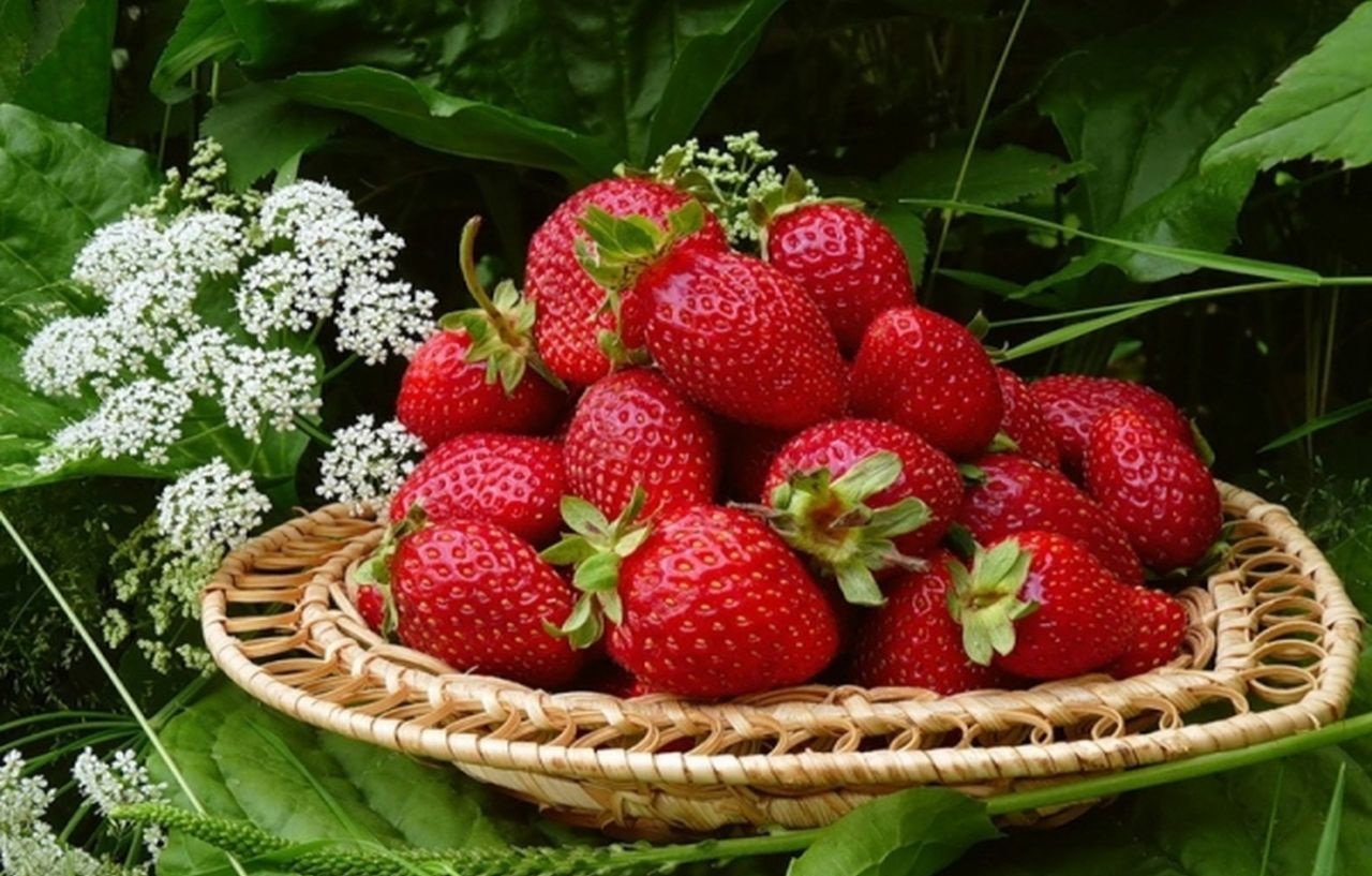 1280x817, 286 Kb / клубника, корзина, цветы