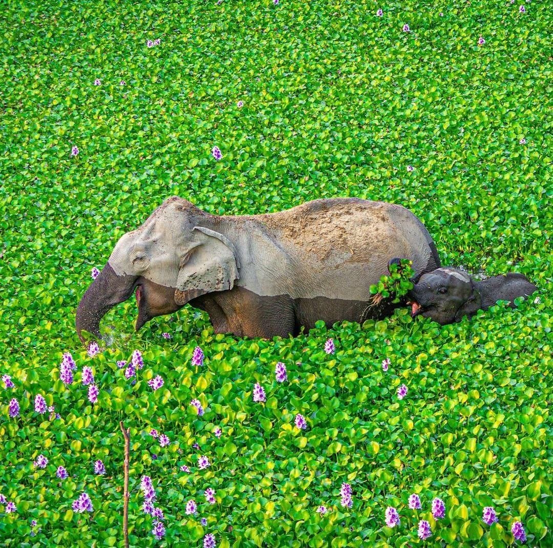 1080x1070, 468 Kb / Слонёнок, вода, цветы