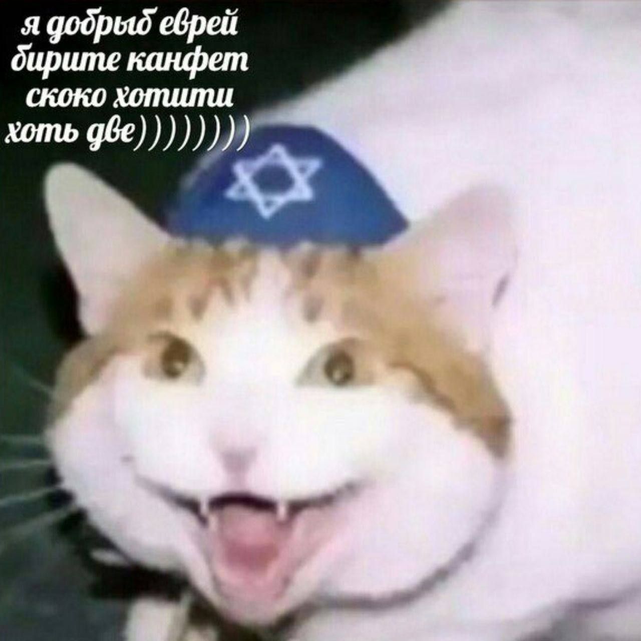 1280x1280, 114 Kb / Кот, кепа, звезда Давида