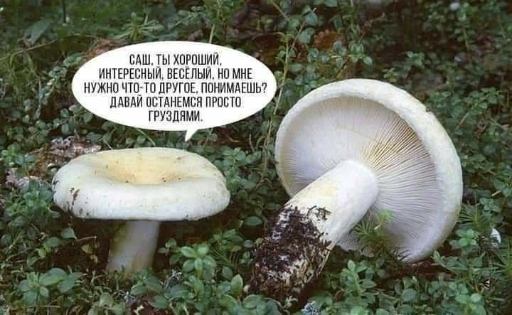 720x443, 68 Kb / груздь, останемся, саша, грибы