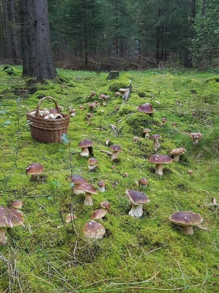 720x960, 222 Kb / Грибы, лукошко, лес