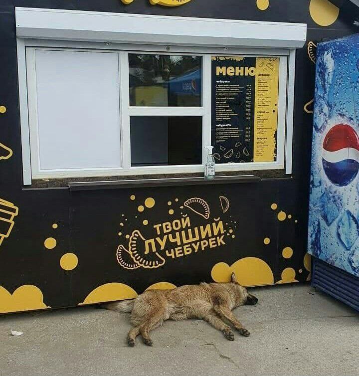 720x754, 127 Kb / Собака, чебурек, меню