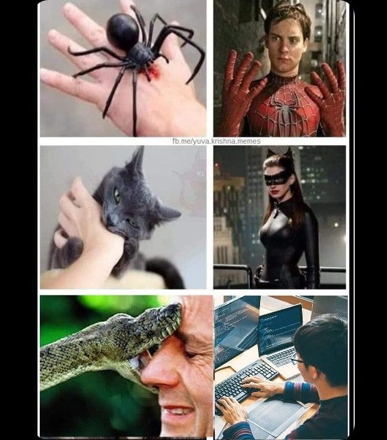 564x640, 62 Kb / паук, кошка, питон, программист