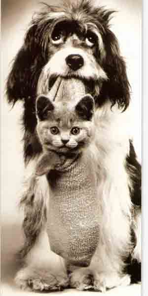 300x597, 11 Kb / собака, котёнок, носок