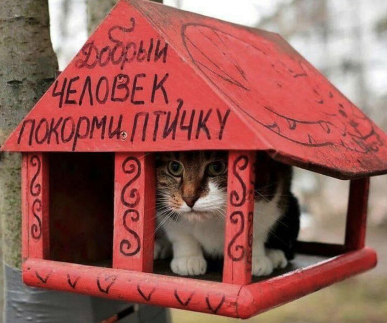 1280x1067, 172 Kb / кормушка, кот, птичка