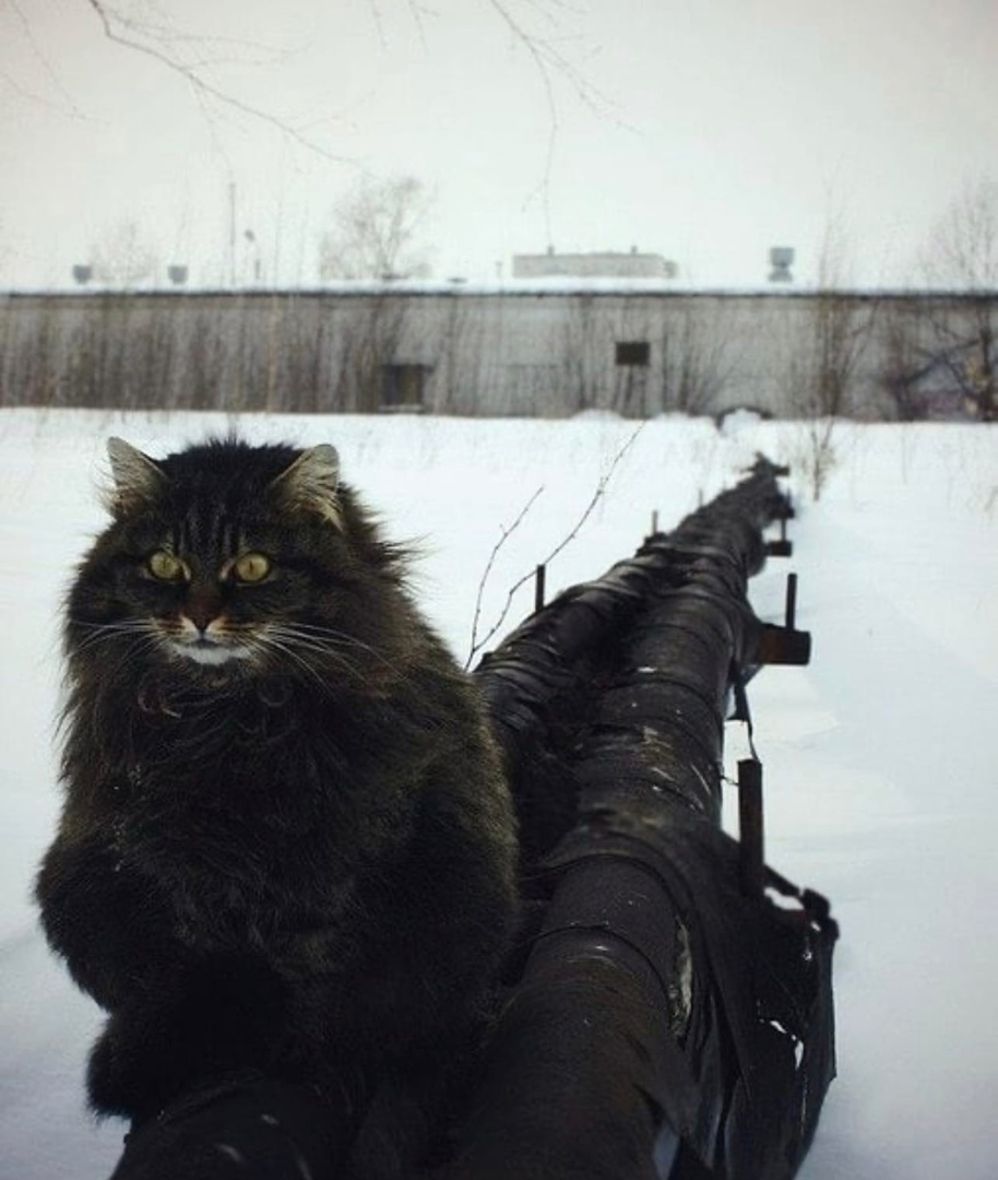 914x1080, 217 Kb / кот, кошка, труба, теплотрасса, снег, зима, греется