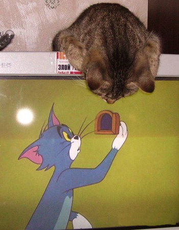 350x450, 44 Kb / кот, монитор, том