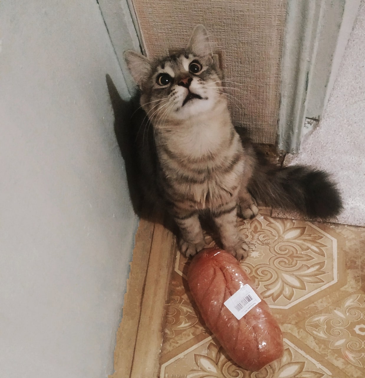 1238x1280, 193 Kb / кот, батон, штрихкод