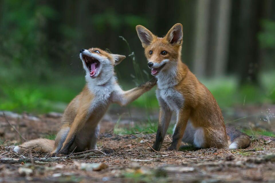 960x640, 83 Kb / лисы