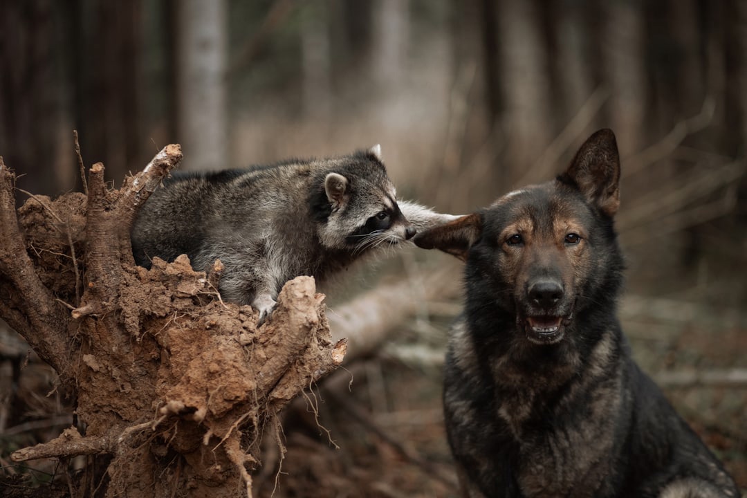 1080x720, 196 Kb / собака, енот, лес, дерево