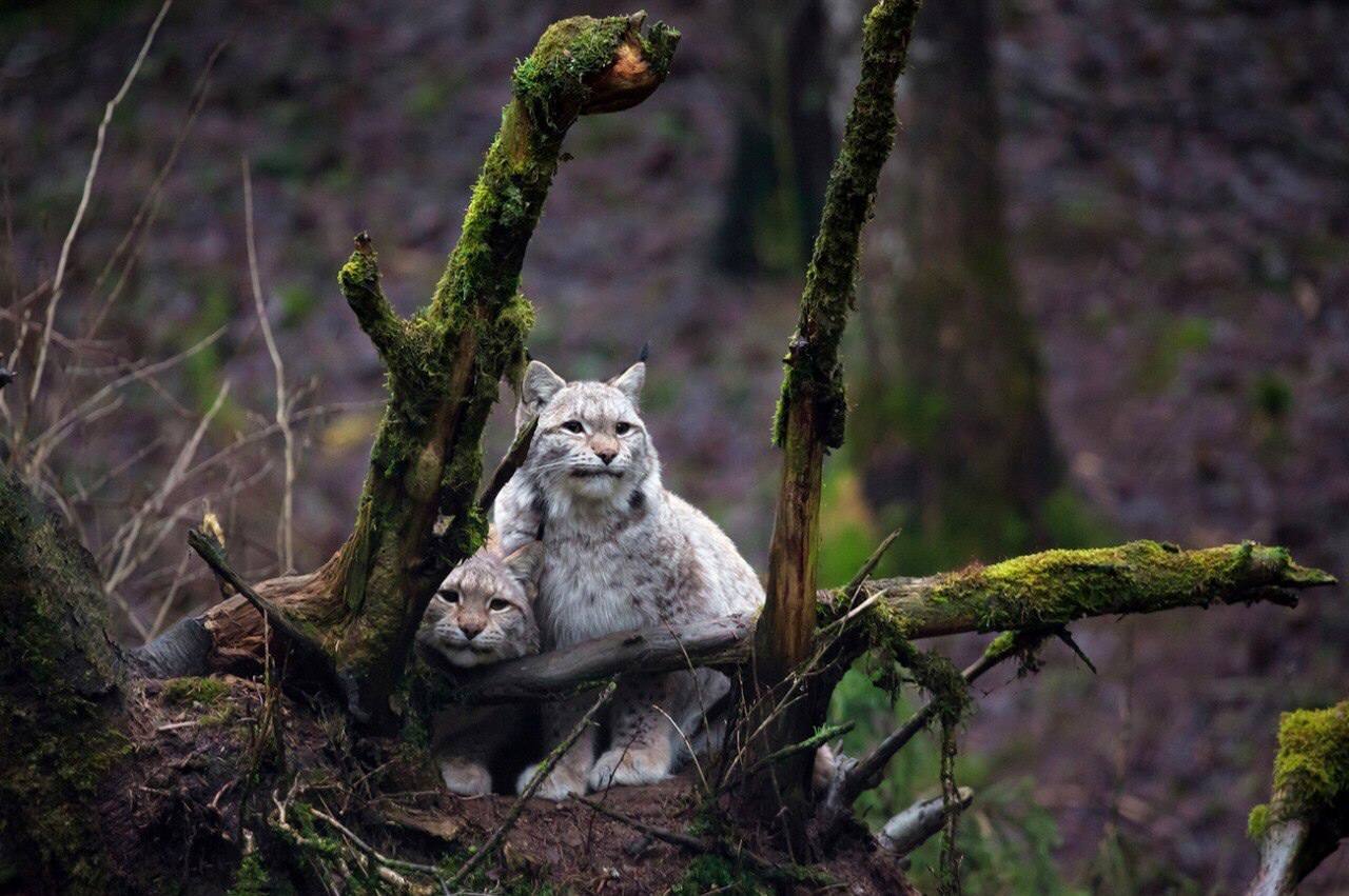 1280x851, 145 Kb / рыси