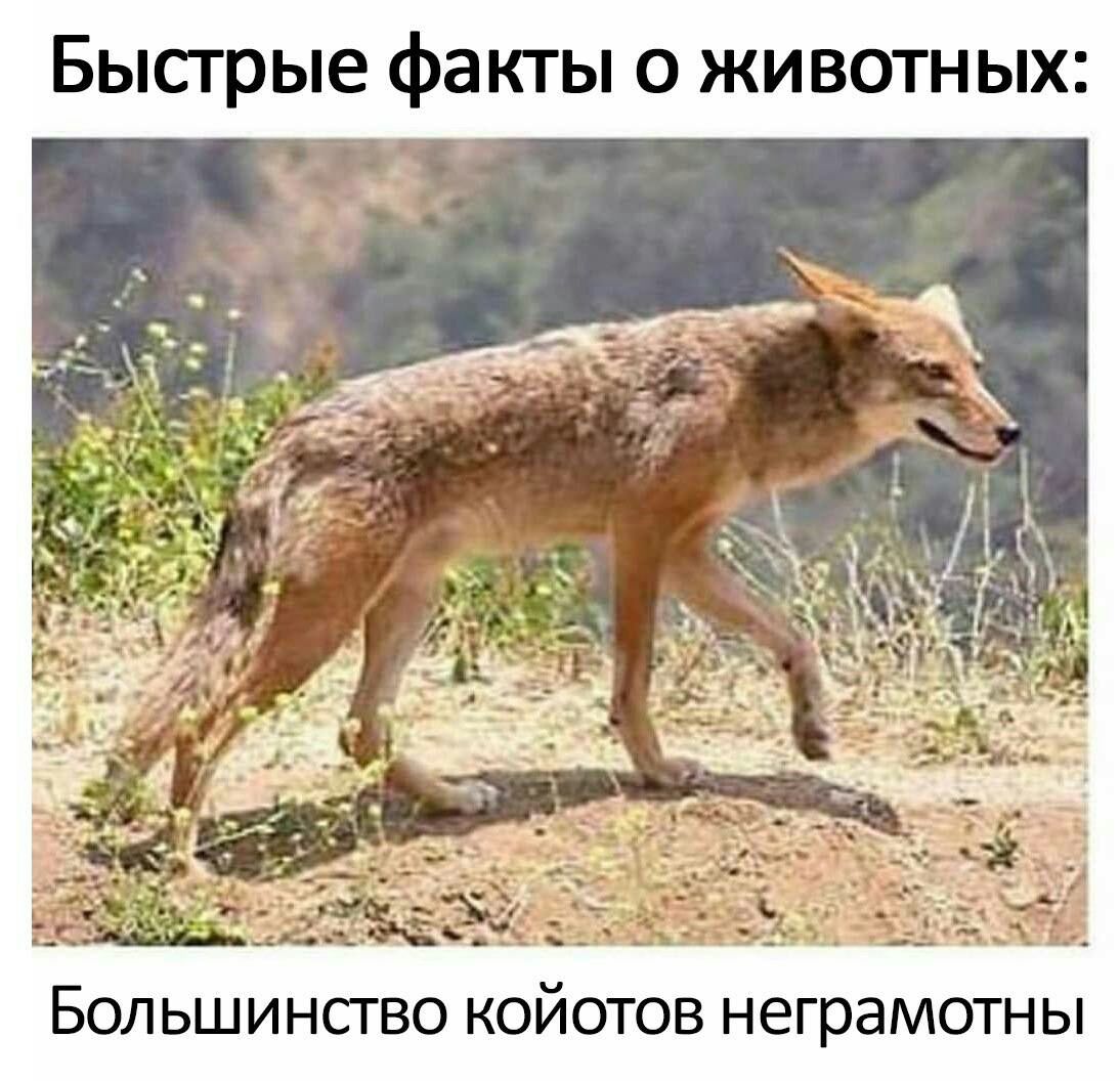 1094x1056, 159 Kb / койот, неграмотны, факт