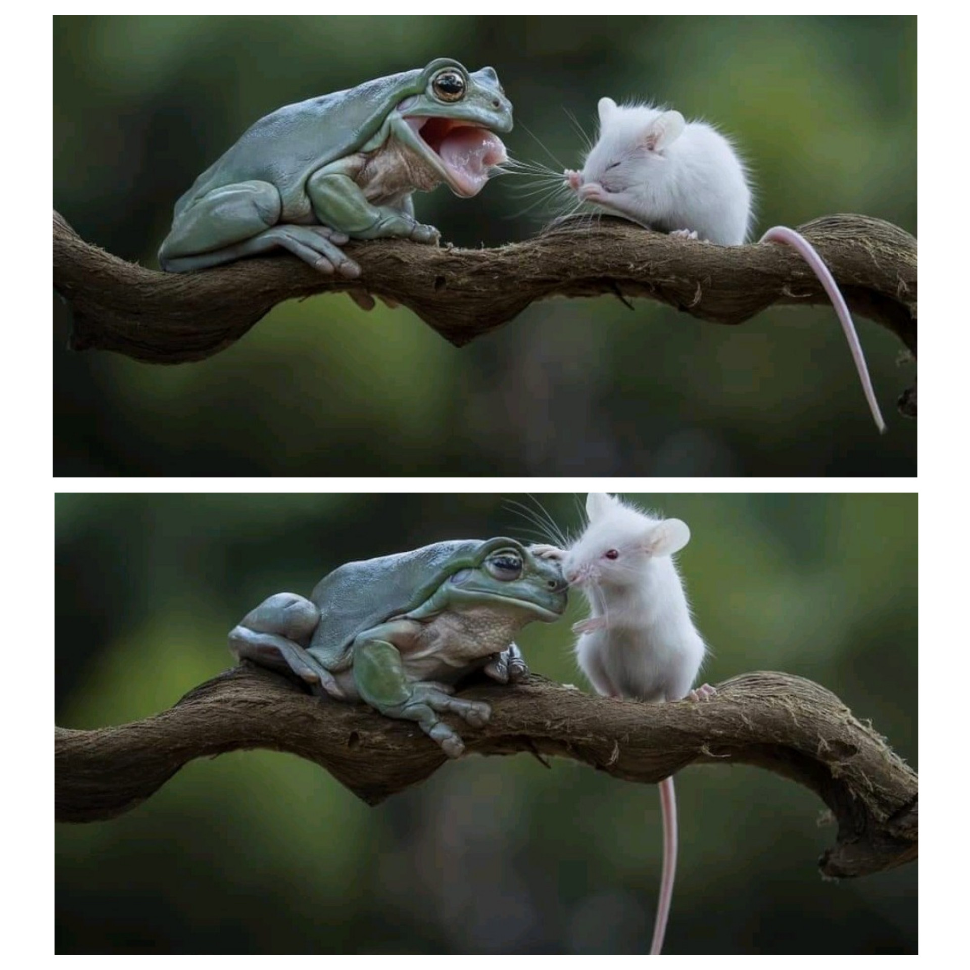 1920x1920, 443 Kb / жаба, лягушка, крыса, сук