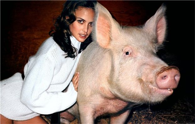 622x394, 44 Kb / свинья, хряк