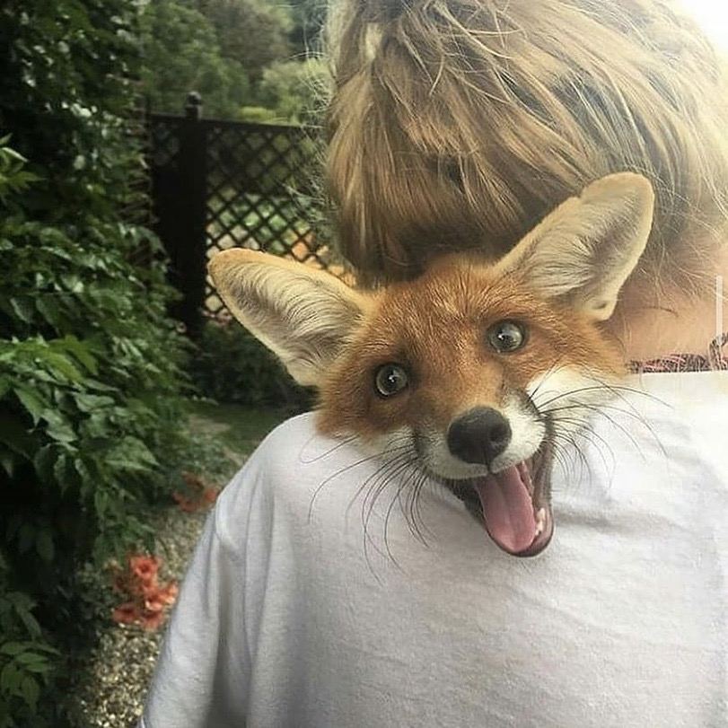 811x811, 121 Kb / лиса, лисица, улыбка