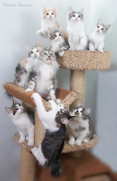 389x600, 76 Kb / кошки, гнездо, курильские бобтейлы