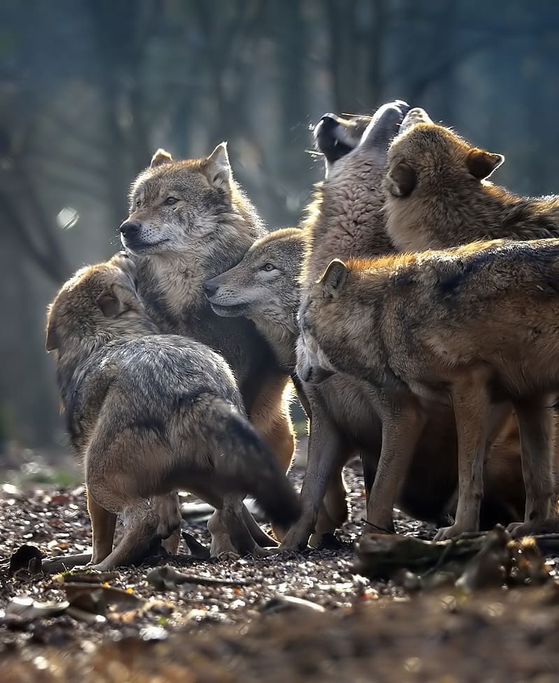 800x978, 223 Kb / стая, волки, лес