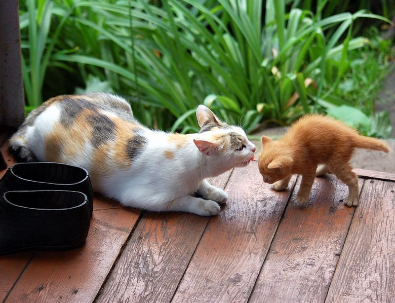 800x614, 98 Kb / кошка, котёнок