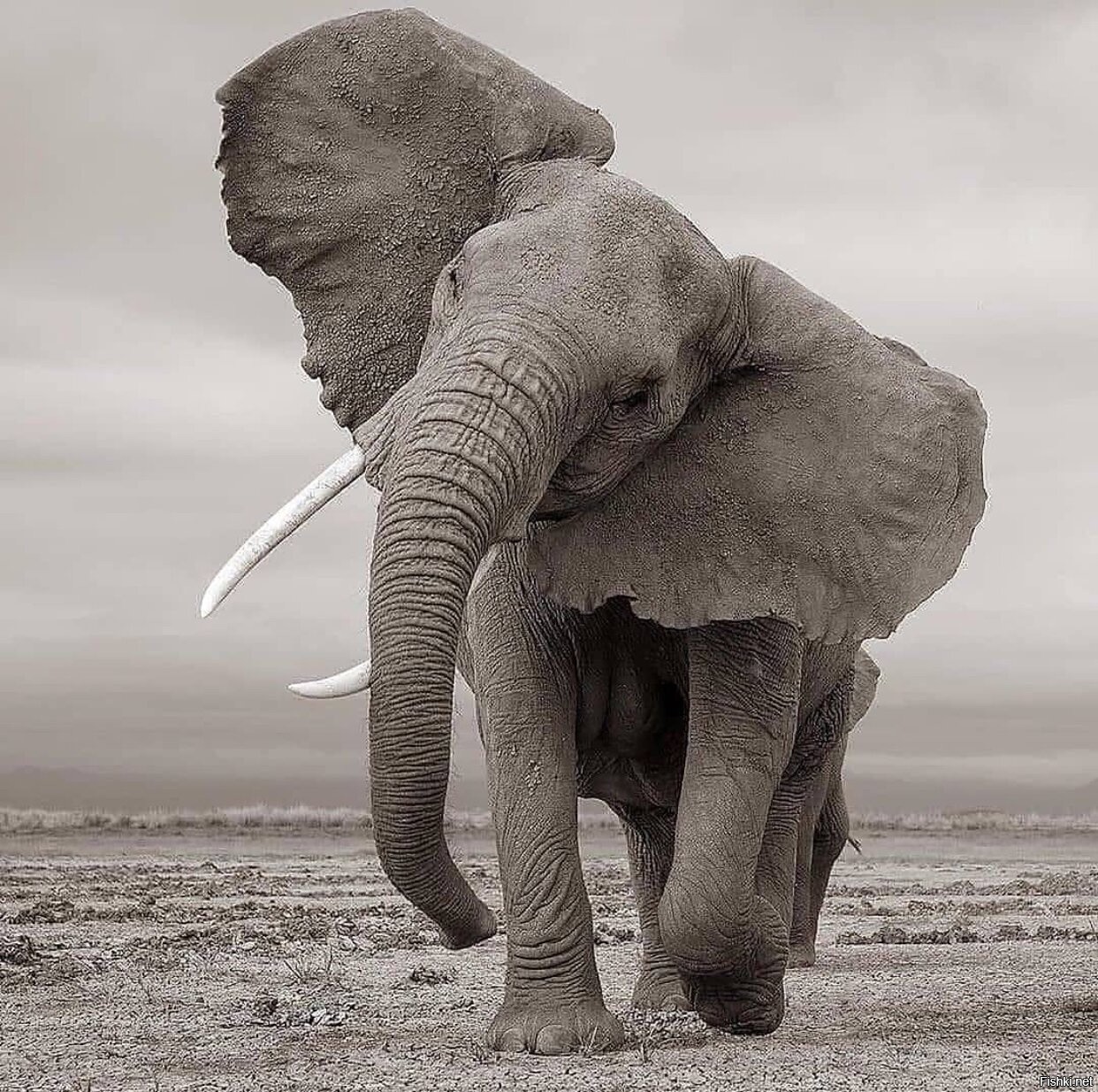 1242x1234, 399 Kb / слон, ч/б