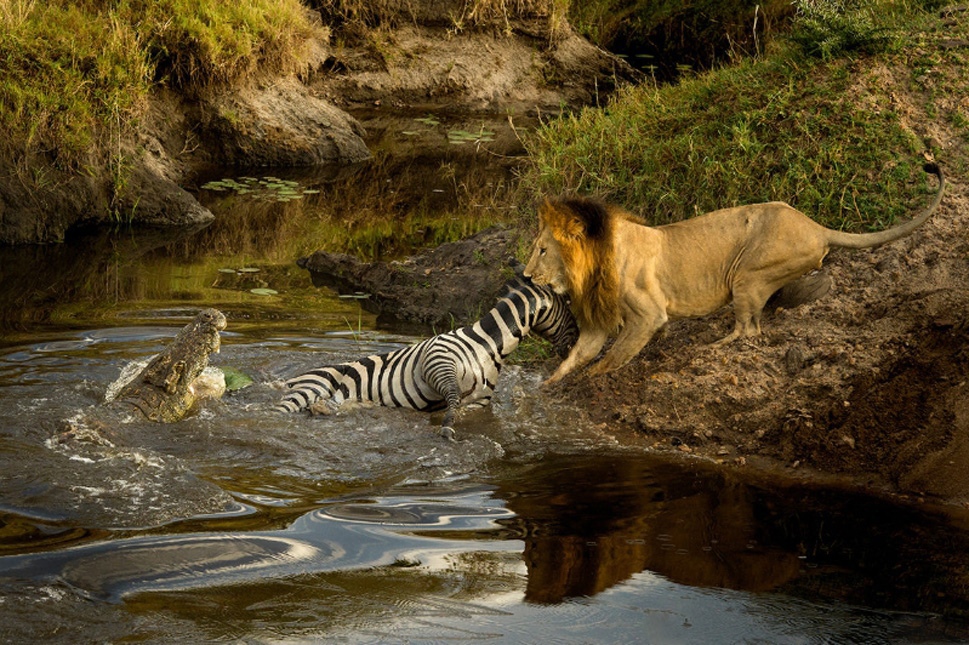 969x645, 374 Kb / крокодил, зебра, лев