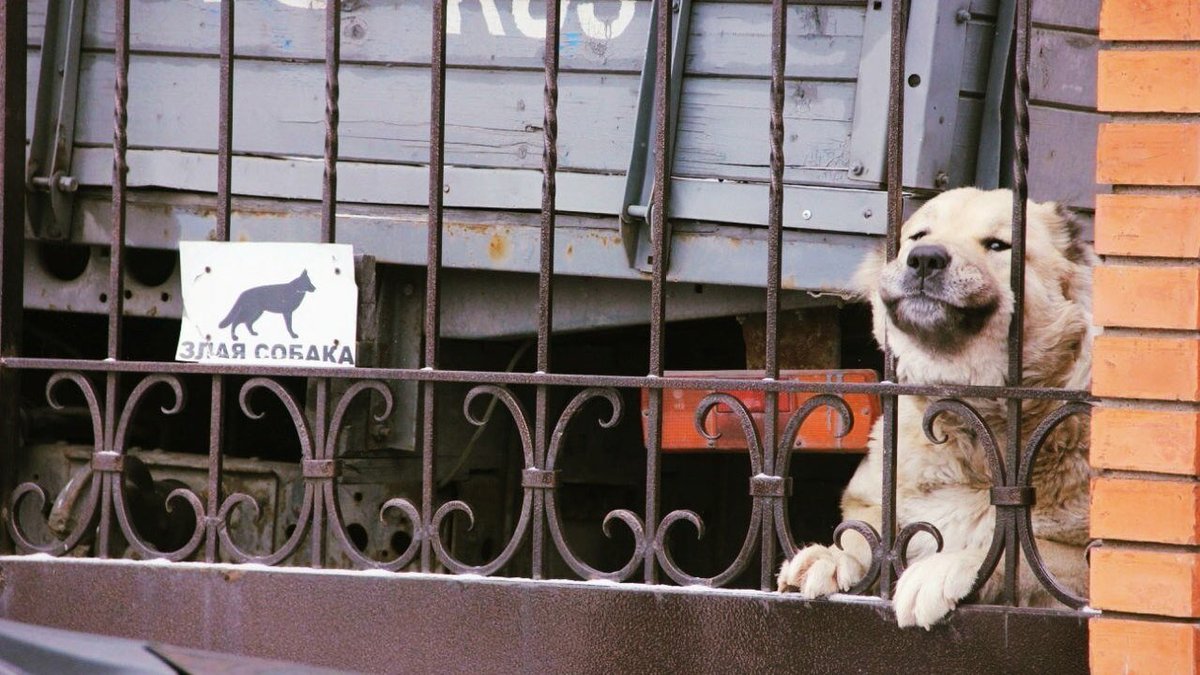 1200x675, 164 Kb / Злая собака, грузовик, кирпич, забор, решетка, зил